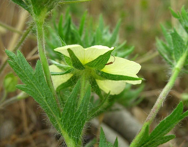 Potentilla recta / Cinquefoglia diritta